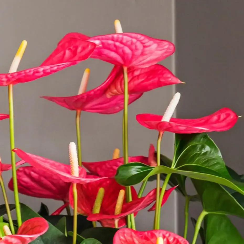 Flamingoplant - Anthurium 'Maine Pink' - Hoogte 55-70cm - ø17cm