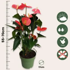 Flamingoplant - Anthurium 'Maine Pink' - Hoogte 55-70cm - ø17cm