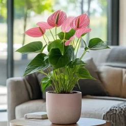 Flamingoplant - Anthurium 'Maine Pink' - Hoogte 55-70cm - ø17cm