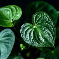 Flamingoplant - Anthurium 'Maine Pink' - Hoogte 55-70cm - ø17cm