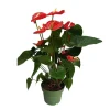 Flamingoplant - Anthurium 'Madural Red' - Hoogte 55-70cm - ø17cm