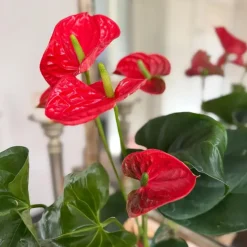 Flamingoplant - Anthurium 'Madural Red' - Hoogte 55-70cm - ø17cm