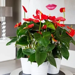Flamingoplant - Anthurium 'Madural Red' - Hoogte 55-70cm - ø17cm