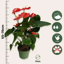 Flamingoplant - Anthurium 'Madural Red' - Hoogte 55-70cm - ø17cm