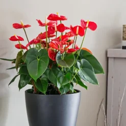 Flamingoplant - Anthurium 'Madural Red' - Hoogte 55-70cm - ø17cm