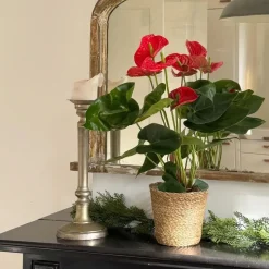 Flamingoplant - Anthurium 'Madural Red' - Hoogte 55-70cm - ø17cm