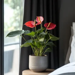 Flamingoplant - Anthurium 'Madural Red' - Hoogte 55-70cm - ø17cm