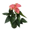 Flamingoplant - Anthurium 'Sweet Dream' - Hoogte 35-45cm - ø12cm