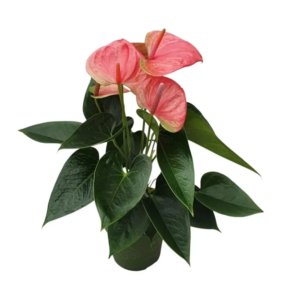 Flamingoplant - Anthurium 'Sweet Dream' - Hoogte 35-45cm - ø12cm