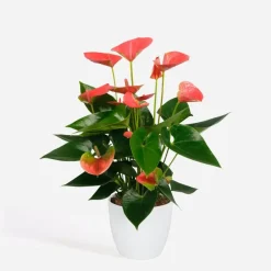 Flamingoplant - Anthurium 'Sweet Dream' - Hoogte 35-45cm - ø12cm