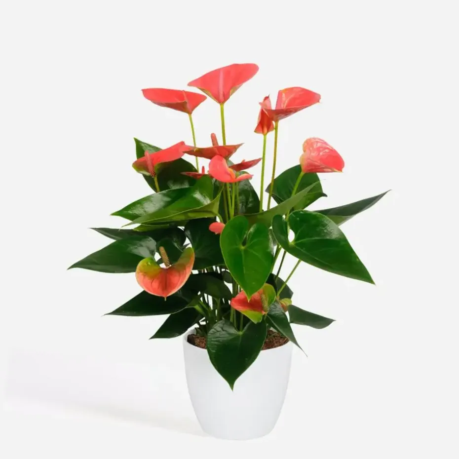 Flamingoplant - Anthurium 'Sweet Dream' - Hoogte 35-45cm - ø12cm