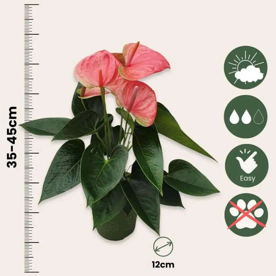 Flamingoplant - Anthurium 'Sweet Dream' - Hoogte 35-45cm - ø12cm