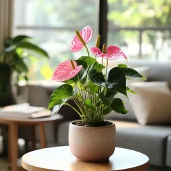 Flamingoplant - Anthurium 'Sweet Dream' - Hoogte 35-45cm - ø12cm