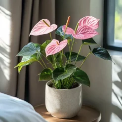 Flamingoplant - Anthurium 'Sweet Dream' - Hoogte 35-45cm - ø12cm