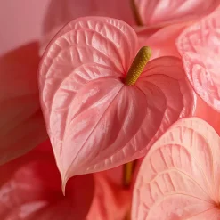 Flamingoplant - Anthurium 'Sweet Dream' - Hoogte 35-45cm - ø12cm