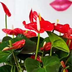Flamingoplant - Anthurium 'Madural Red' - Hoogte 40-45cm - ø14cm