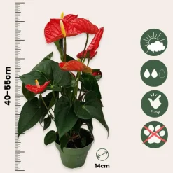 Flamingoplant - Anthurium 'Madural Red' - Hoogte 40-45cm - ø14cm