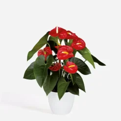 Flamingoplant - Anthurium 'Royal Champion' - Hoogte 35-45cm - ø12cm