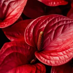 Flamingoplant - Anthurium 'Royal Champion' - Hoogte 35-45cm - ø12cm