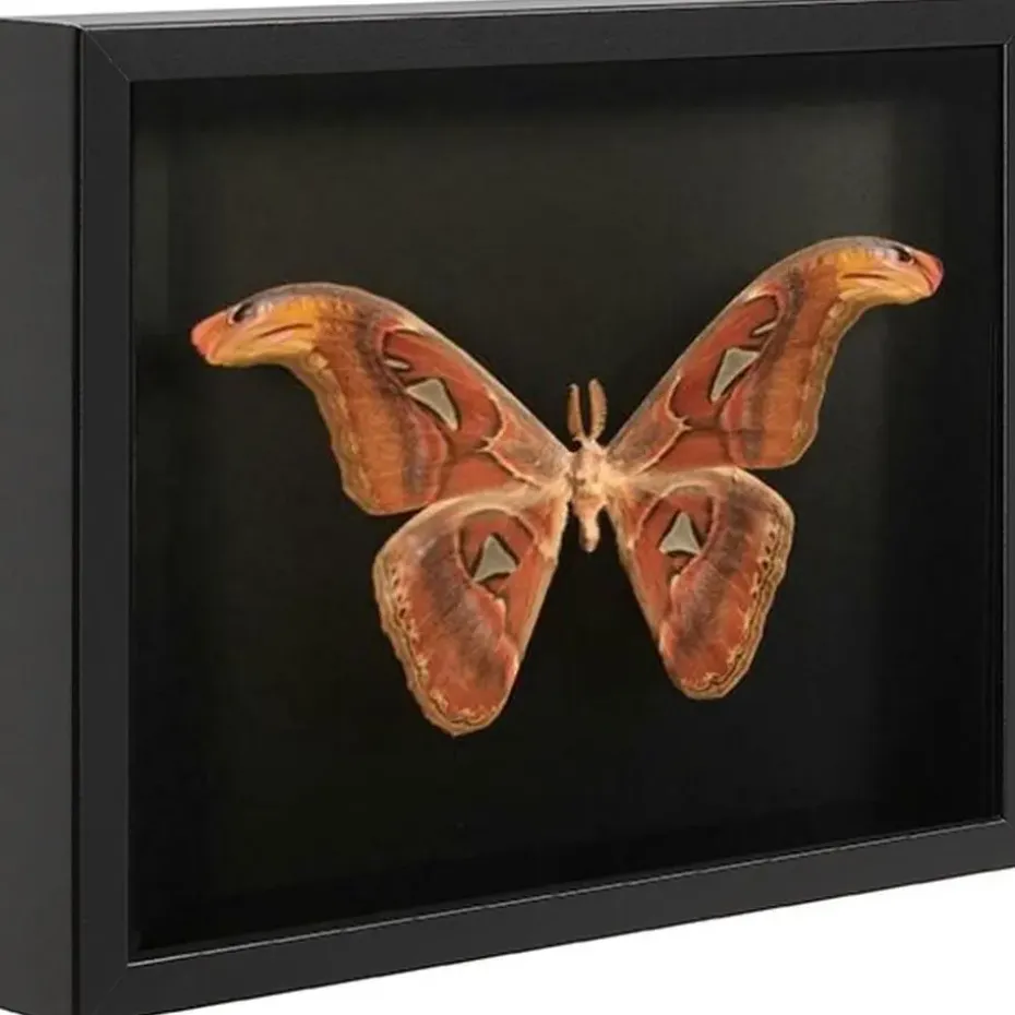 Fotokader in 3D - Box Frame - Fotolijst - 3.5 cm diep - MDF - 30x40cm - Zwart