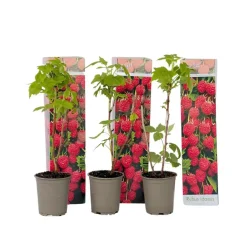 Frambozenplant - Set van 3 - Rubus ideaus 'Autumn Bliss' - Hoogte 25-40cm - ⌀9cm