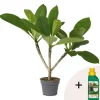 Frangipani Hawaii + plantenvoeding - Plumeria rubra - Hoogte 45-55cm - ⌀17cm