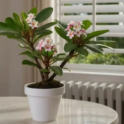 Frangipani Hawaii + plantenvoeding - Plumeria rubra - Hoogte 45-55cm - ⌀17cm