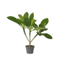 Frangipani Hawaii - Plumeria rubra 'Hawaii' - Hoogte 45-55cm - ⌀17cm