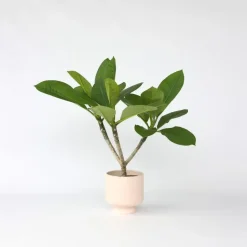 Frangipani Hawaii - Plumeria rubra 'Hawaii' - Hoogte 45-55cm - ⌀17cm
