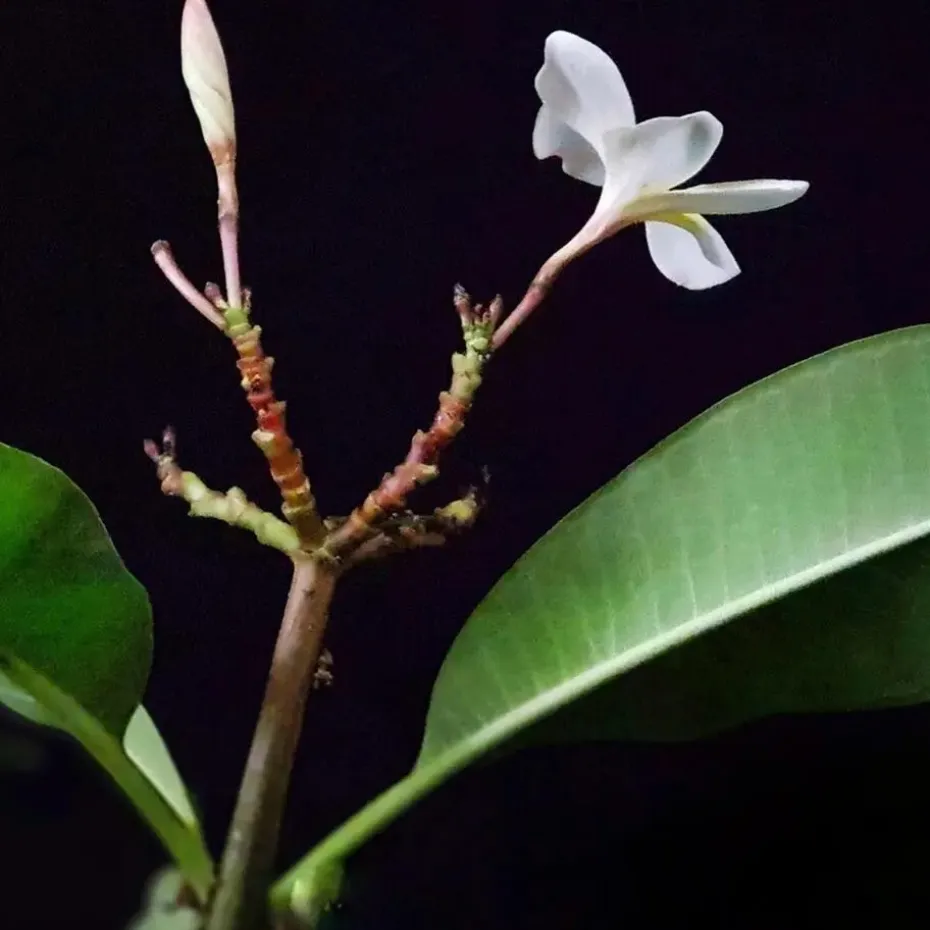 Frangipani Hawaii - Plumeria rubra 'Hawaii' - Hoogte 45-55cm - ⌀17cm