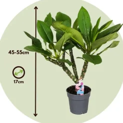Frangipani Hawaii - Plumeria rubra 'Hawaii' - Hoogte 45-55cm - ⌀17cm
