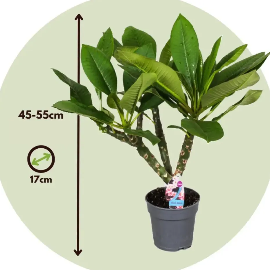Frangipani Hawaii - Plumeria rubra 'Hawaii' - Hoogte 45-55cm - ⌀17cm