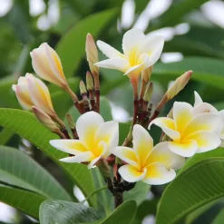 Frangipani Hawaii - Plumeria rubra 'Hawaii' - Hoogte 45-55cm - ⌀17cm