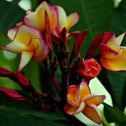 Frangipani Hawaii - Plumeria rubra 'Hawaii' - Hoogte 45-55cm - ⌀17cm
