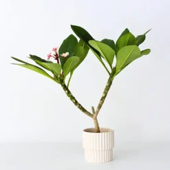 Frangipani roze - Plumeria rubra 'Roze' - Hoogte 55-70cm - ⌀17cm
