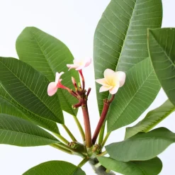 Frangipani roze - Plumeria rubra 'Roze' - Hoogte 55-70cm - ⌀17cm