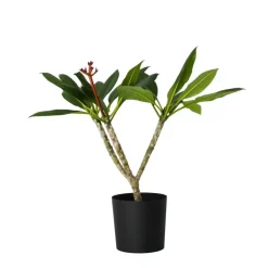 Frangipani wit - Plumeria rubra 'White' - Hoogte 55-70cm - ⌀17cm