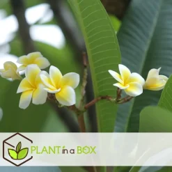 Frangipani wit - Plumeria rubra 'White' - Hoogte 55-70cm - ⌀17cm