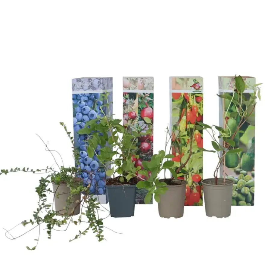 Fruitstruiken - Set van 4 - Actinidia, Vaccinium, Lycium - Hoogte 25-40cm - ⌀9cm