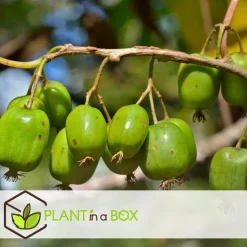 Fruitstruiken - Set van 4 - Actinidia, Vaccinium, Lycium - Hoogte 25-40cm - ⌀9cm