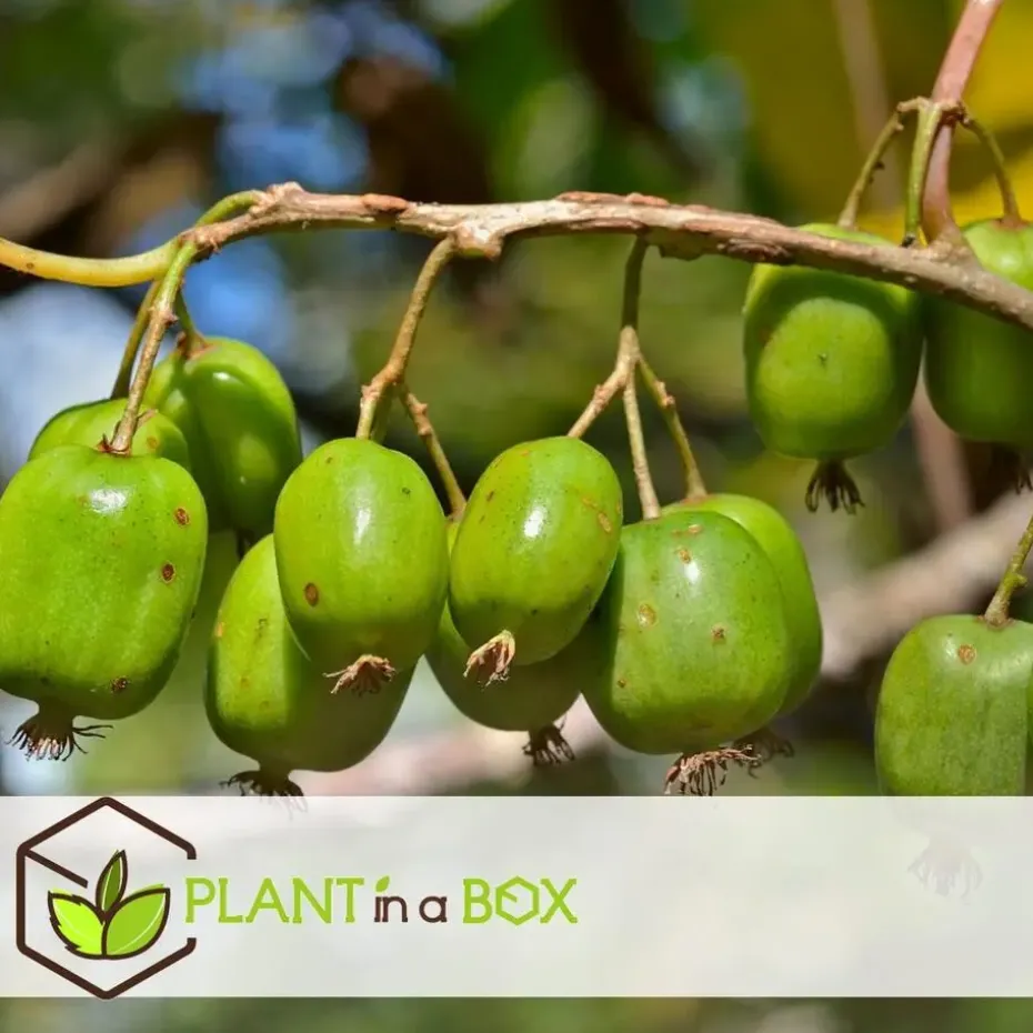 Fruitstruiken - Set van 4 - Actinidia, Vaccinium, Lycium - Hoogte 25-40cm - ⌀9cm