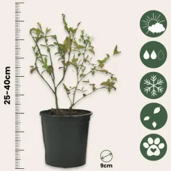 Fruitstruiken - Set van 4 - Actinidia, Vaccinium, Lycium - Hoogte 25-40cm - ⌀9cm