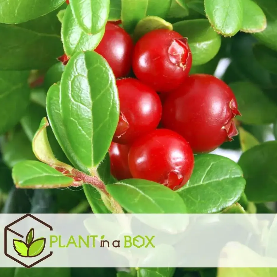 Fruitstruiken - Set van 4 - Actinidia, Vaccinium, Lycium - Hoogte 25-40cm - ⌀9cm
