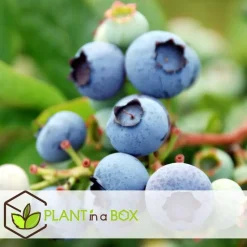 Fruitstruiken - Set van 4 - Actinidia, Vaccinium, Lycium - Hoogte 25-40cm - ⌀9cm