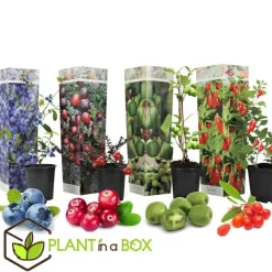Fruitstruiken - Set van 4 - Actinidia, Vaccinium, Lycium - Hoogte 25-40cm - ⌀9cm
