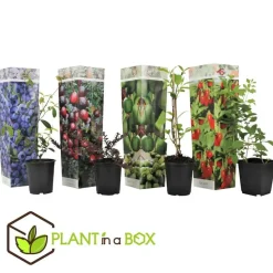 Fruitstruiken - Set van 4 - Actinidia, Vaccinium, Lycium - Hoogte 25-40cm - ⌀9cm