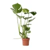 Gatenplant - Monstera deliciosa - Hoogte 50-60cm - ⌀17cm