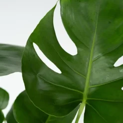 Gatenplant - Monstera deliciosa - Hoogte 50-60cm - ⌀17cm
