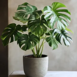 Gatenplant - Monstera deliciosa - Hoogte 50-60cm - ⌀17cm