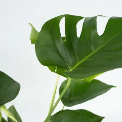 Gatenplant - Monstera deliciosa - Hoogte 50-60cm - ⌀17cm